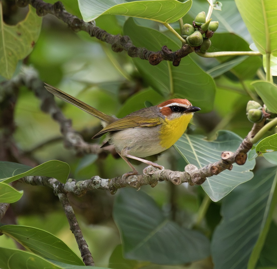 Rufous-capped Warbler - ML620381008