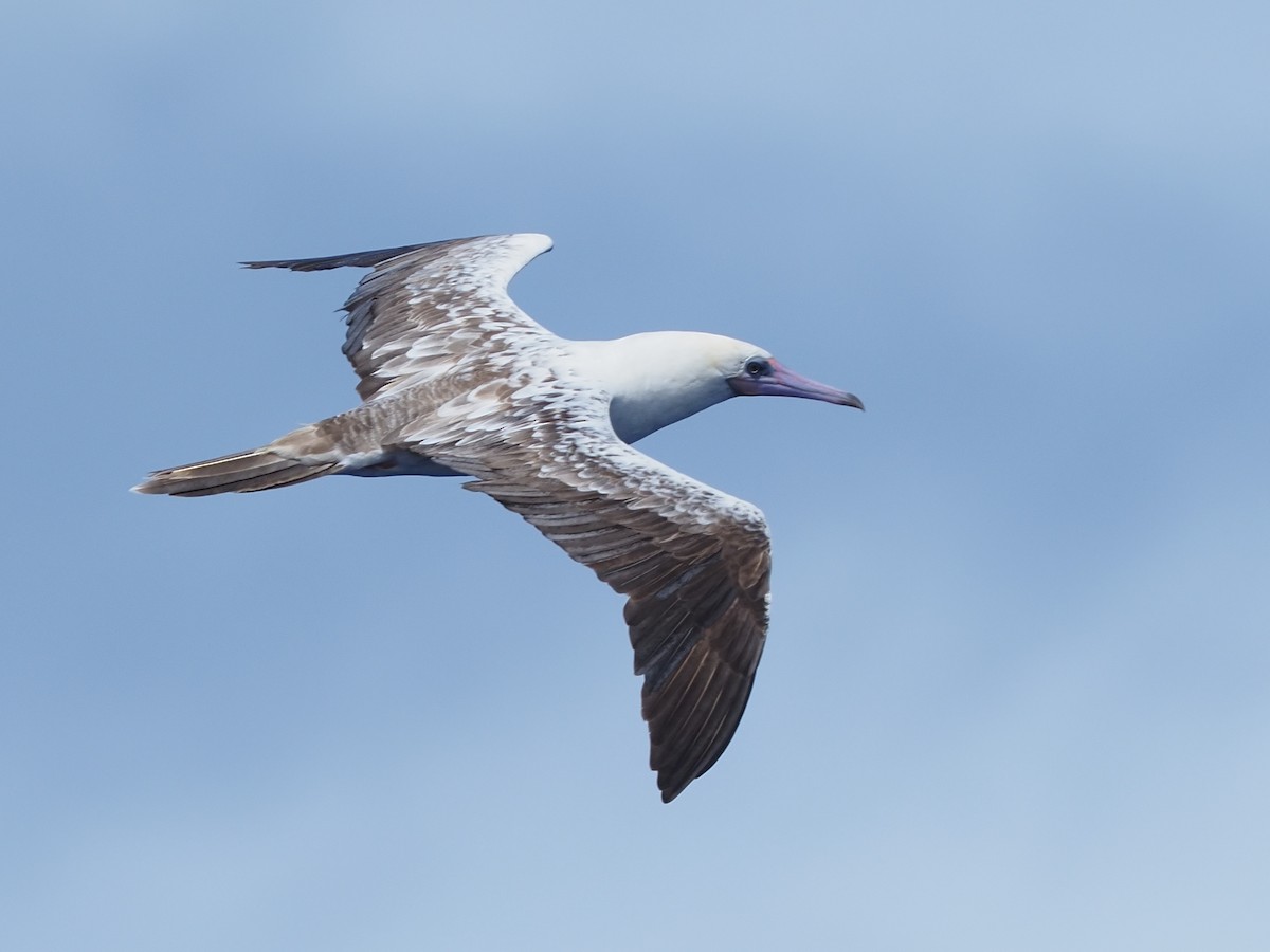Red-footed Booby - ML620381017