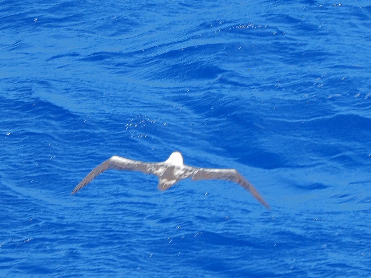 Red-footed Booby - ML620381019