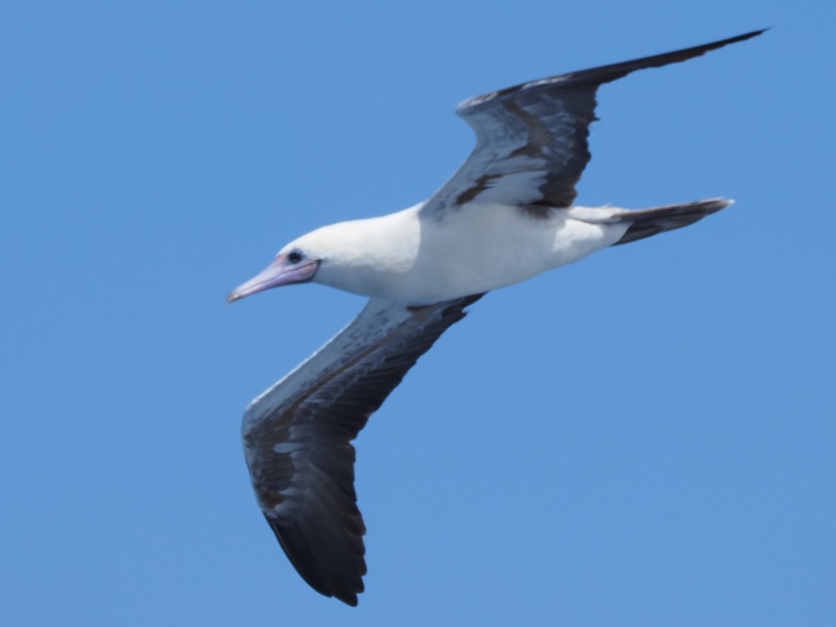 Red-footed Booby - ML620381020