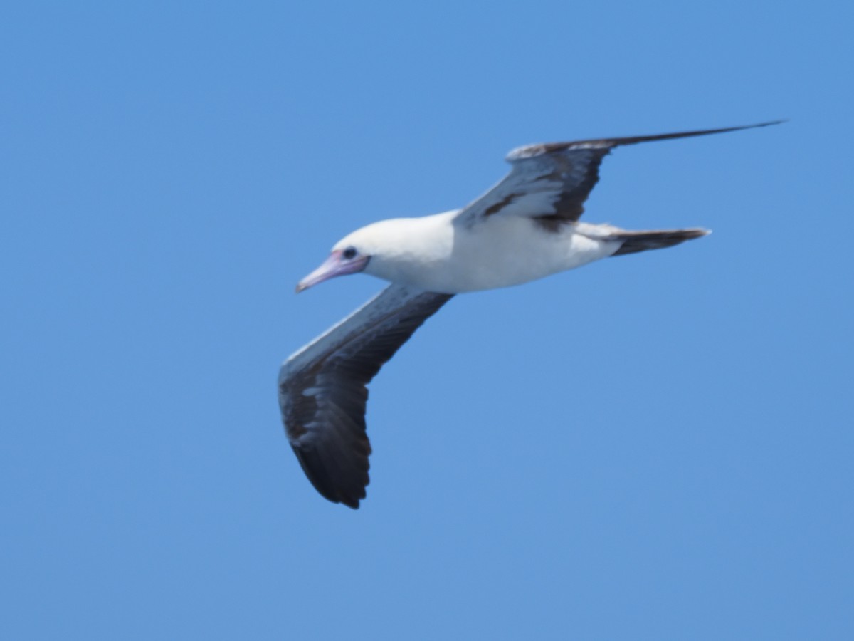 Red-footed Booby - ML620381021