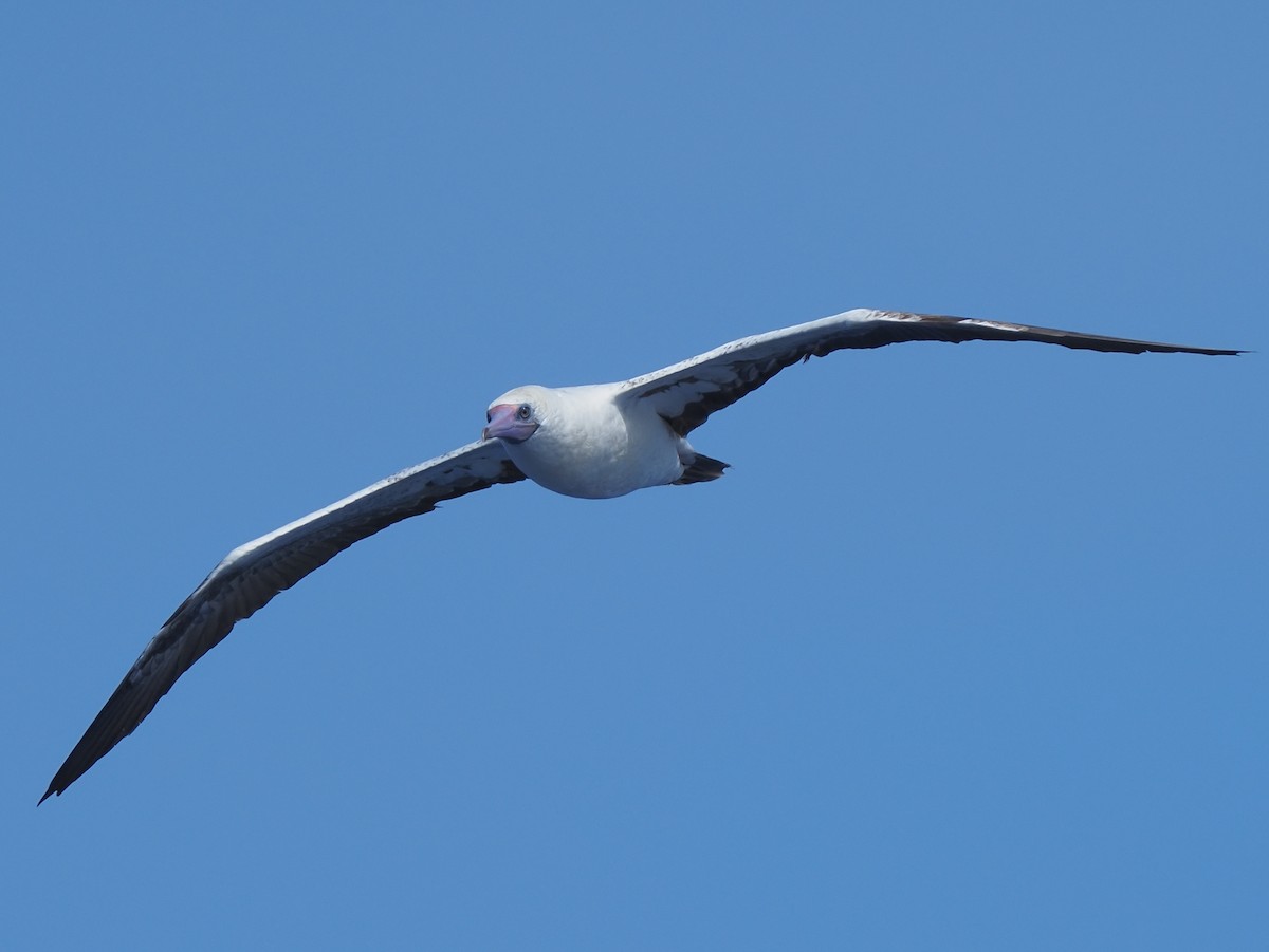 Red-footed Booby - ML620381022