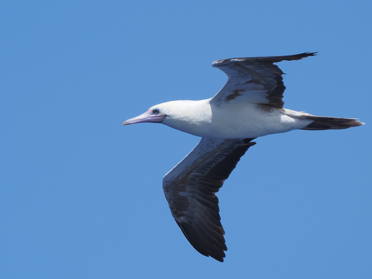 Red-footed Booby - ML620381023