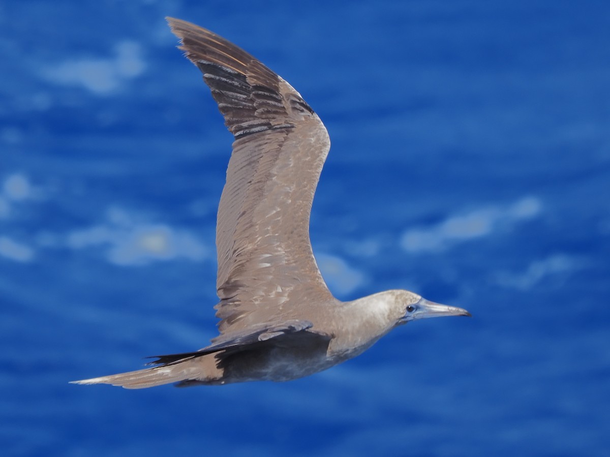 Red-footed Booby - ML620381024
