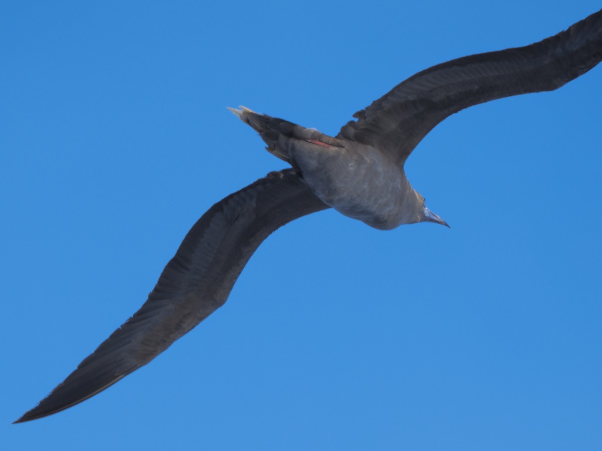 Red-footed Booby - ML620381025