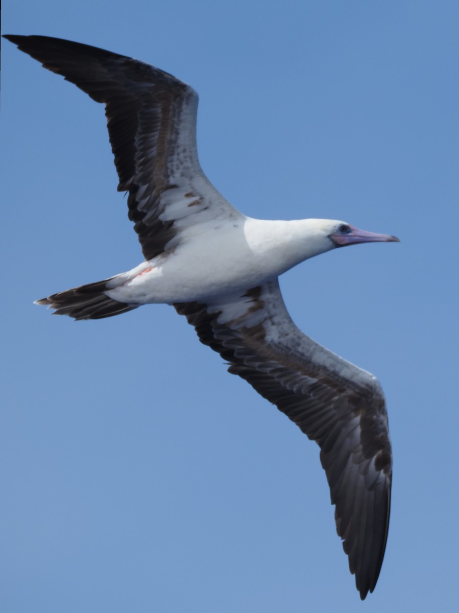 Red-footed Booby - ML620381026