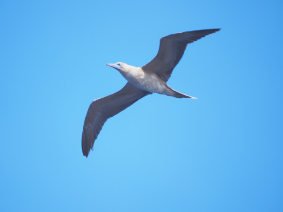 Red-footed Booby - ML620381027