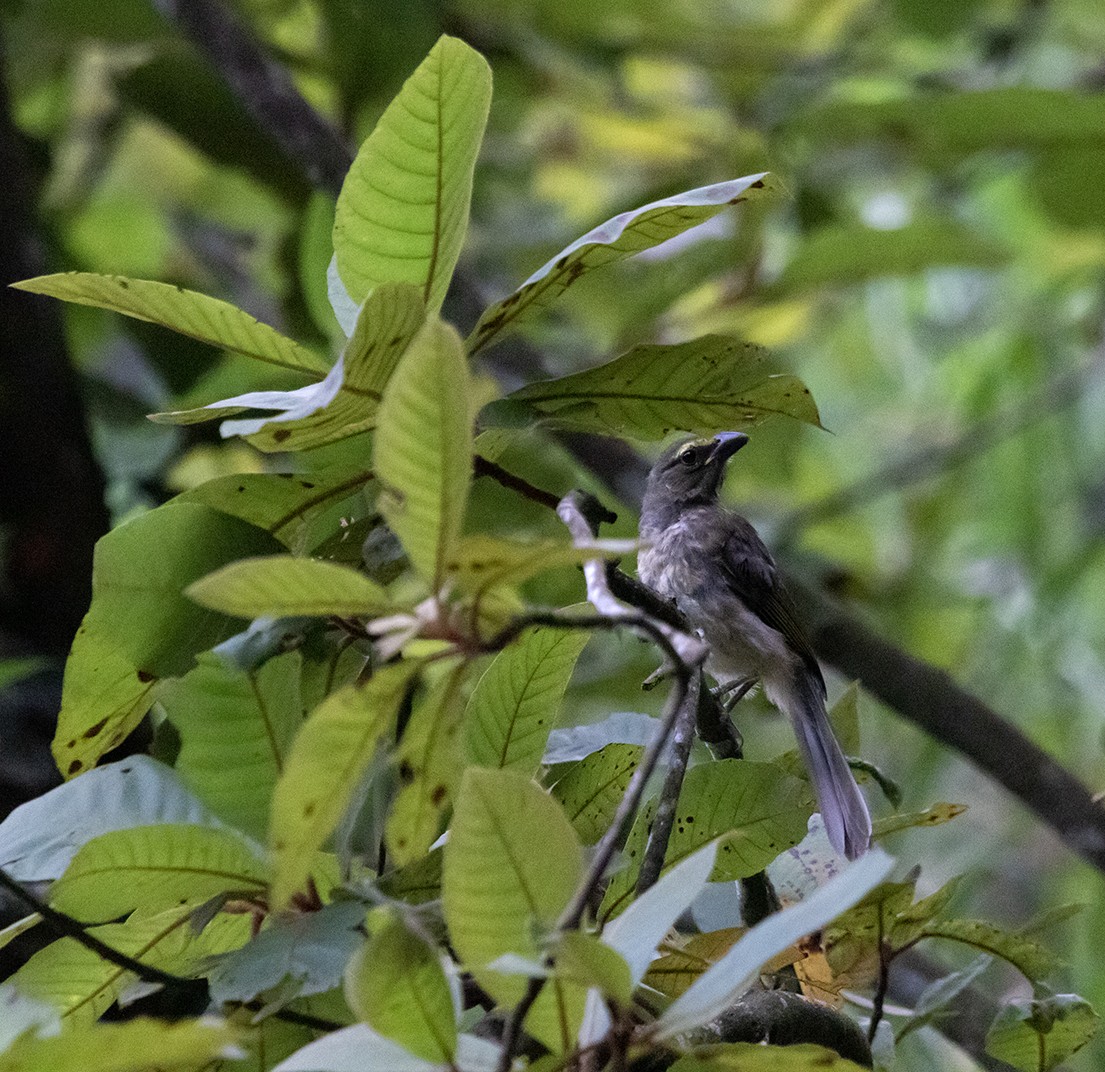 Cinnamon-bellied Saltator - ML620381029