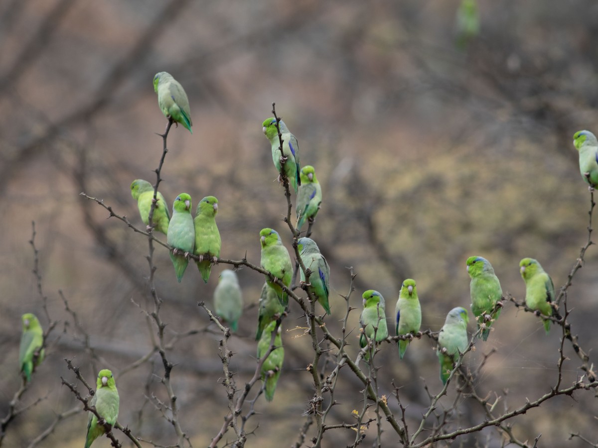 Pacific Parrotlet - ML620381030