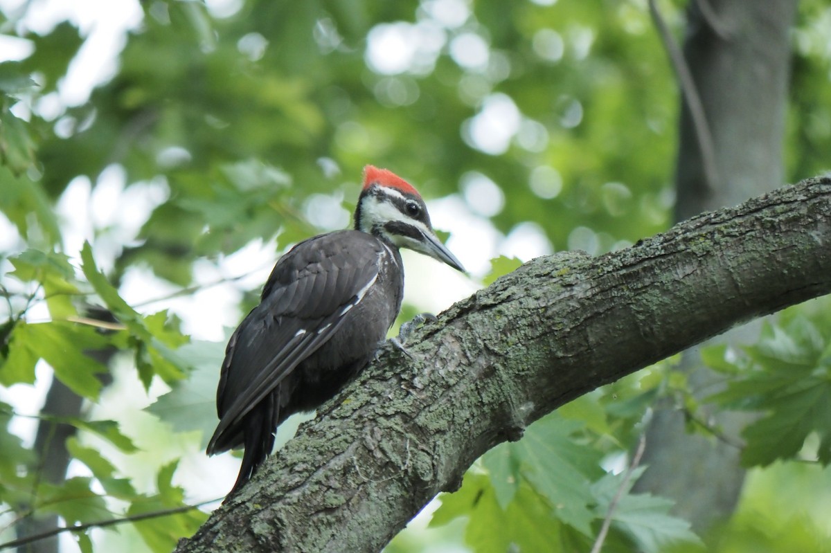 Pileated Woodpecker - ML620381034