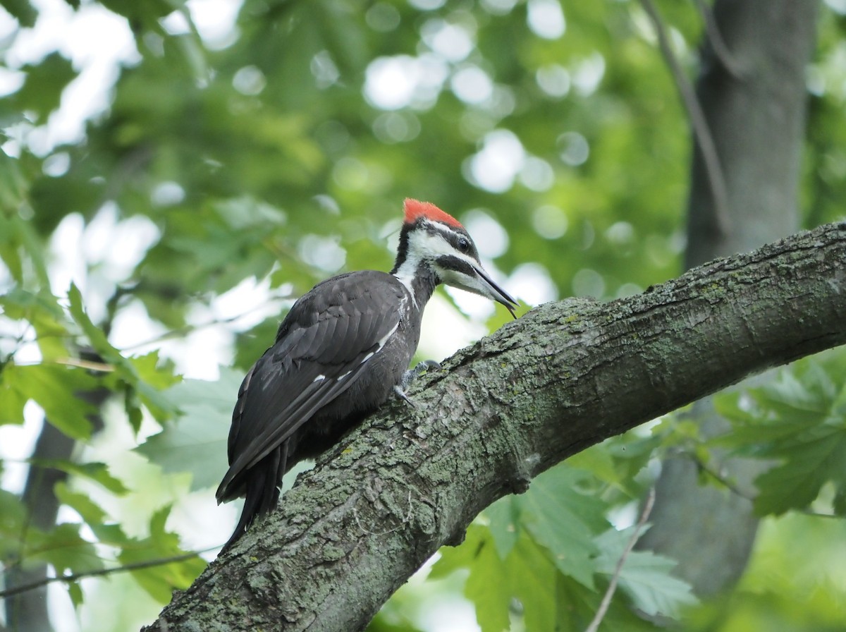 Pileated Woodpecker - ML620381035