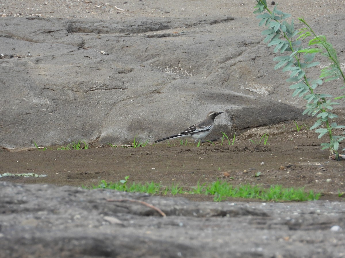 White-browed Wagtail - ML620381037