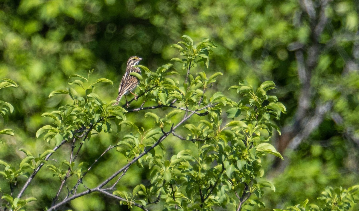 Savannah Sparrow - ML620381044