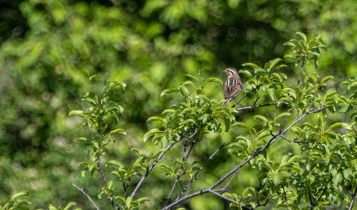 Savannah Sparrow - ML620381047