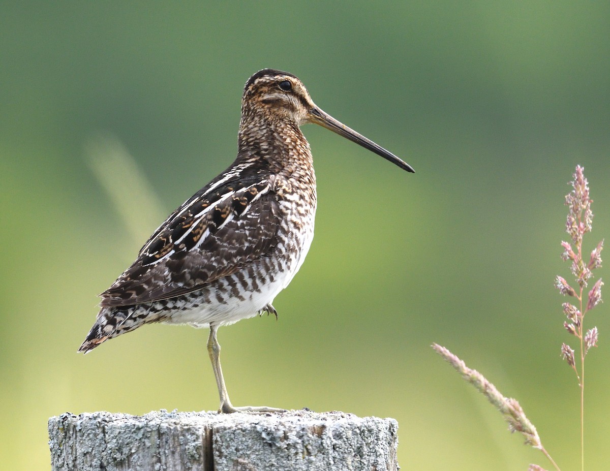 Wilson's Snipe - ML620381050