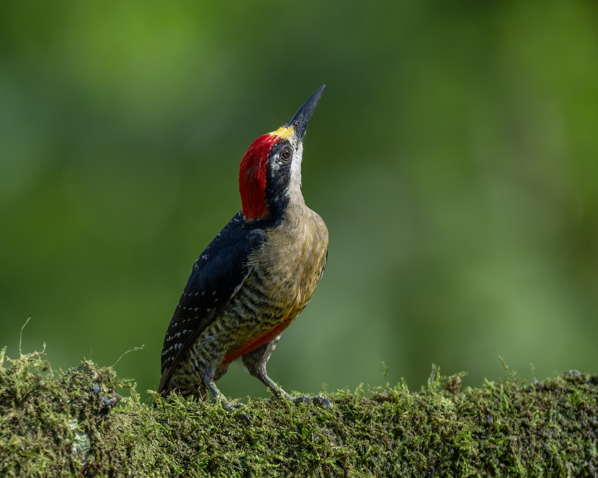 Black-cheeked Woodpecker - ML620381051
