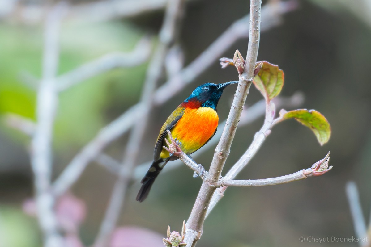 Green-tailed Sunbird - ML620381063