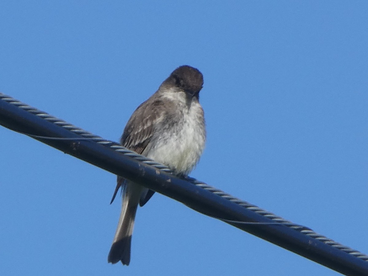 Eastern Phoebe - ML620381073