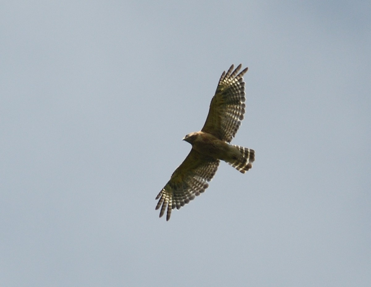 Red-shouldered Hawk - Margaret Hough