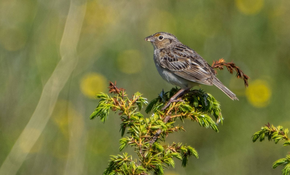 Grasshopper Sparrow - ML620381089