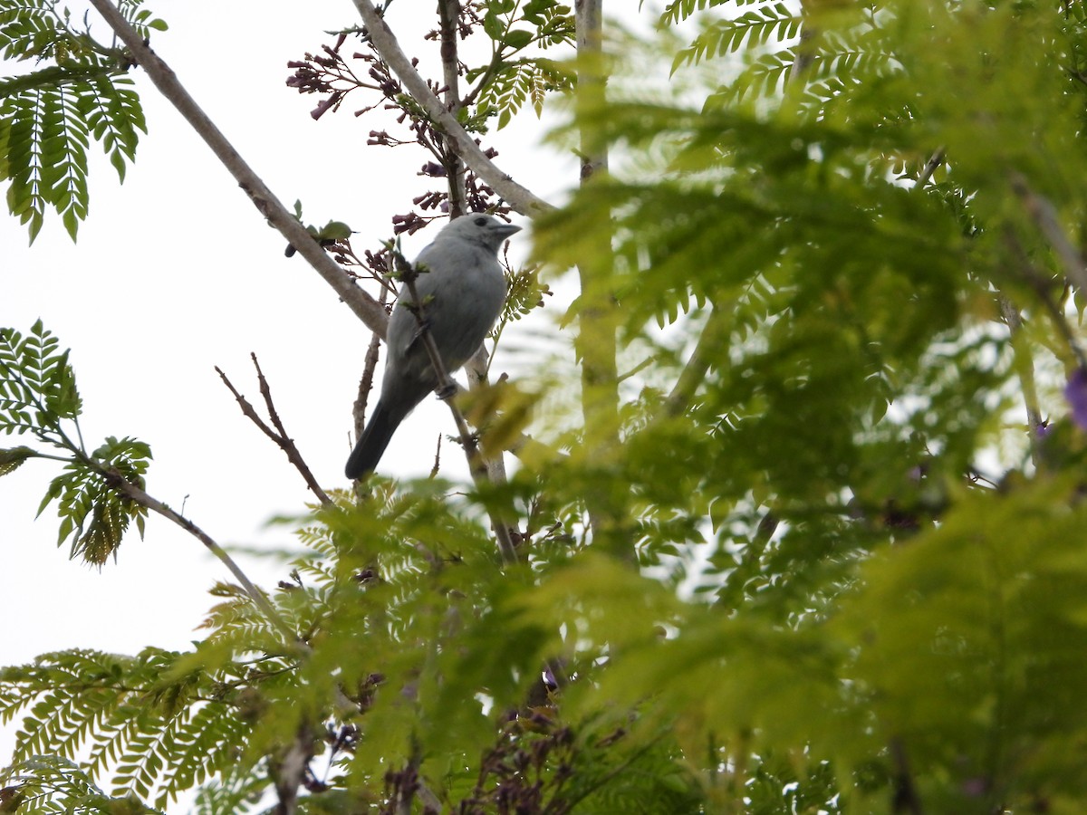 Blue-gray Tanager - ML620381095