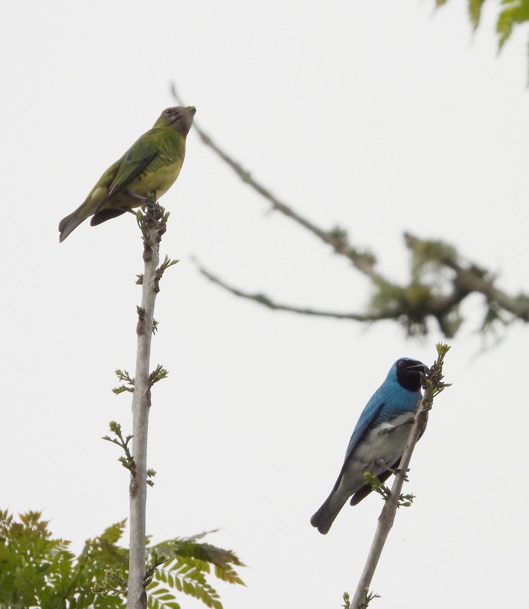 Swallow Tanager - ML620381099
