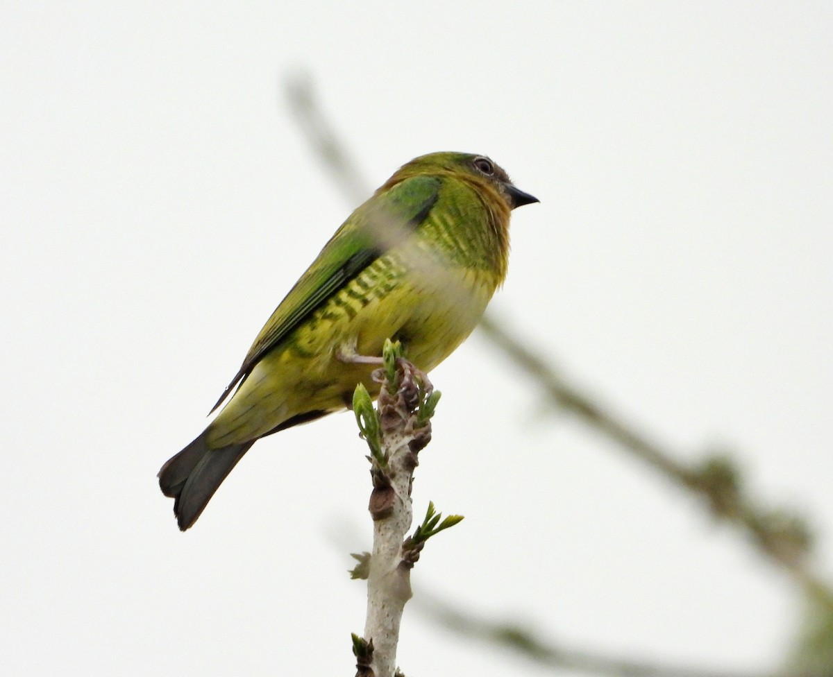 Swallow Tanager - ML620381100
