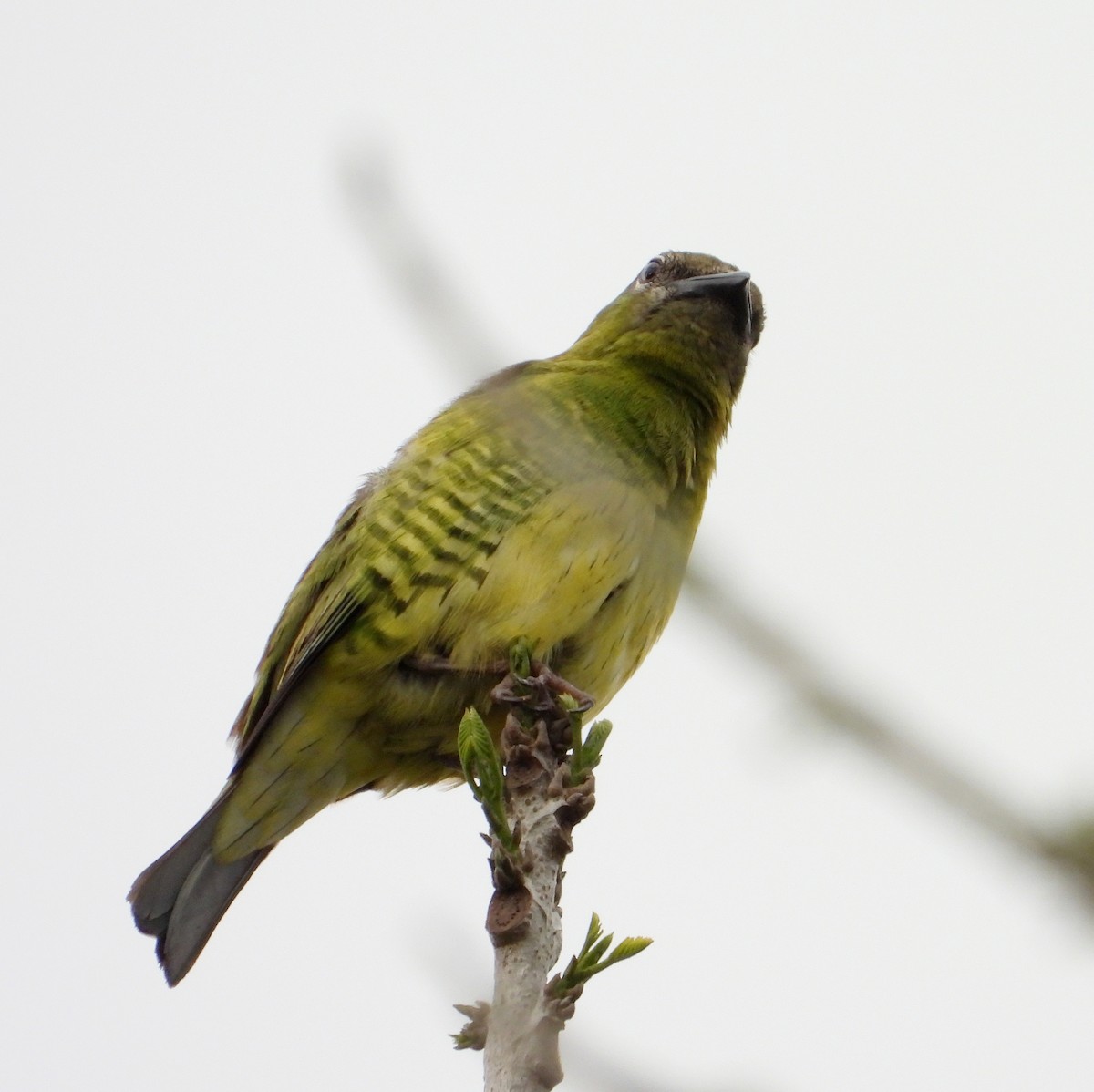 Tangara Golondrina - ML620381101