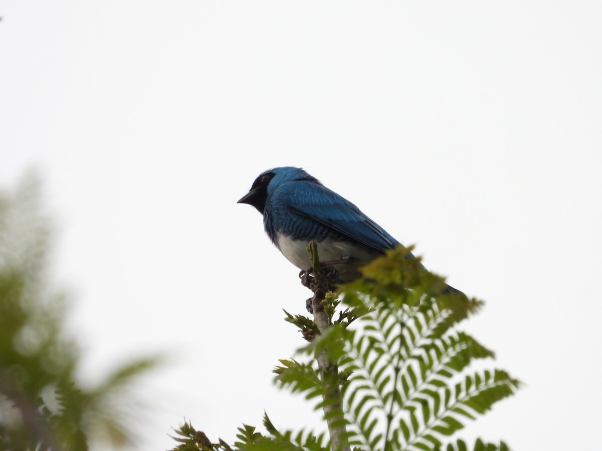 Swallow Tanager - ML620381102