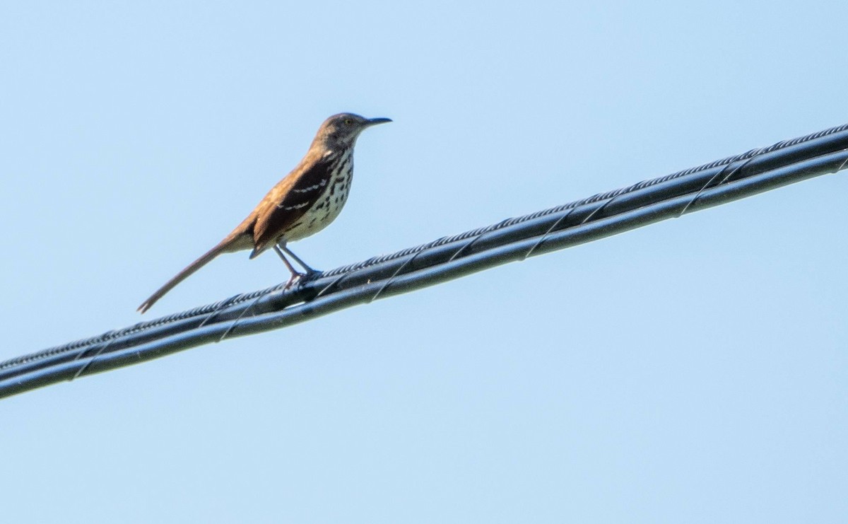 Brown Thrasher - ML620381116