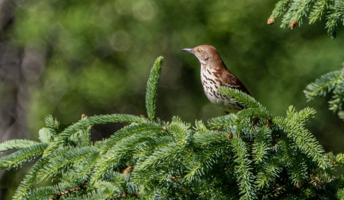 Brown Thrasher - ML620381117