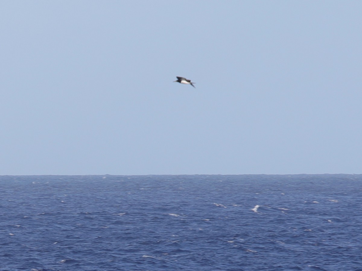 Brown Booby - ML620381137