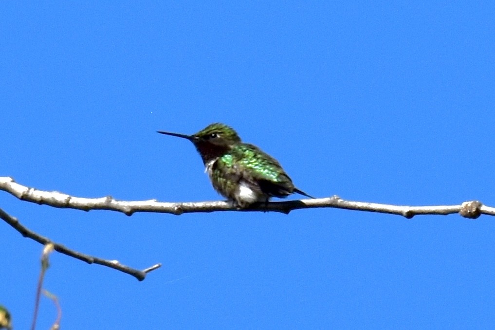 Ruby-throated Hummingbird - ML620381144