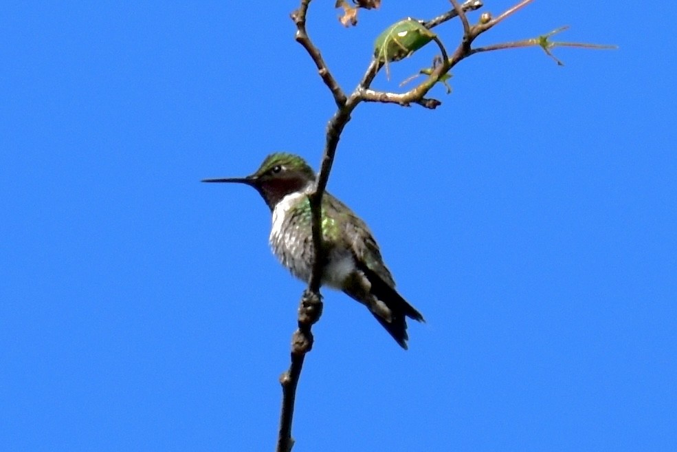 Ruby-throated Hummingbird - ML620381145