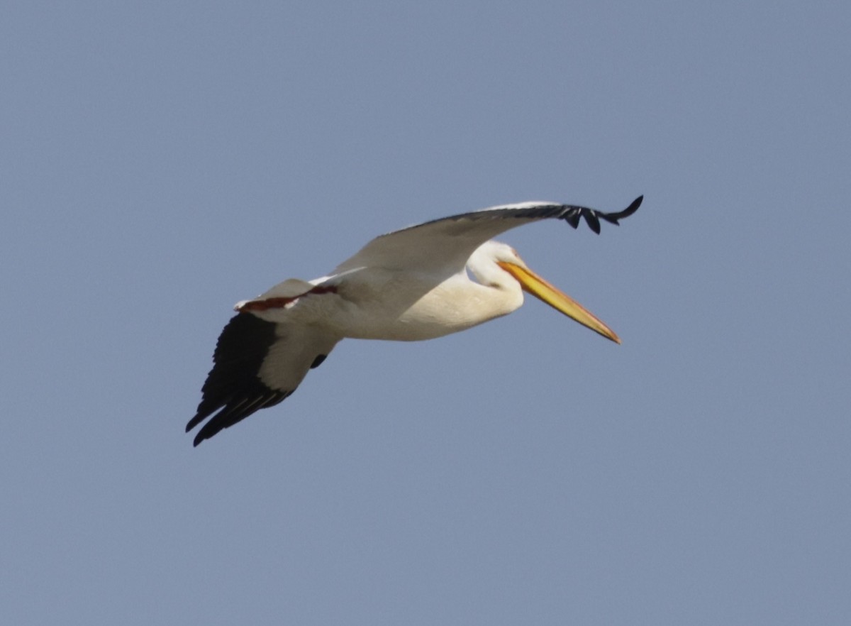 pelikán severoamerický - ML620381172