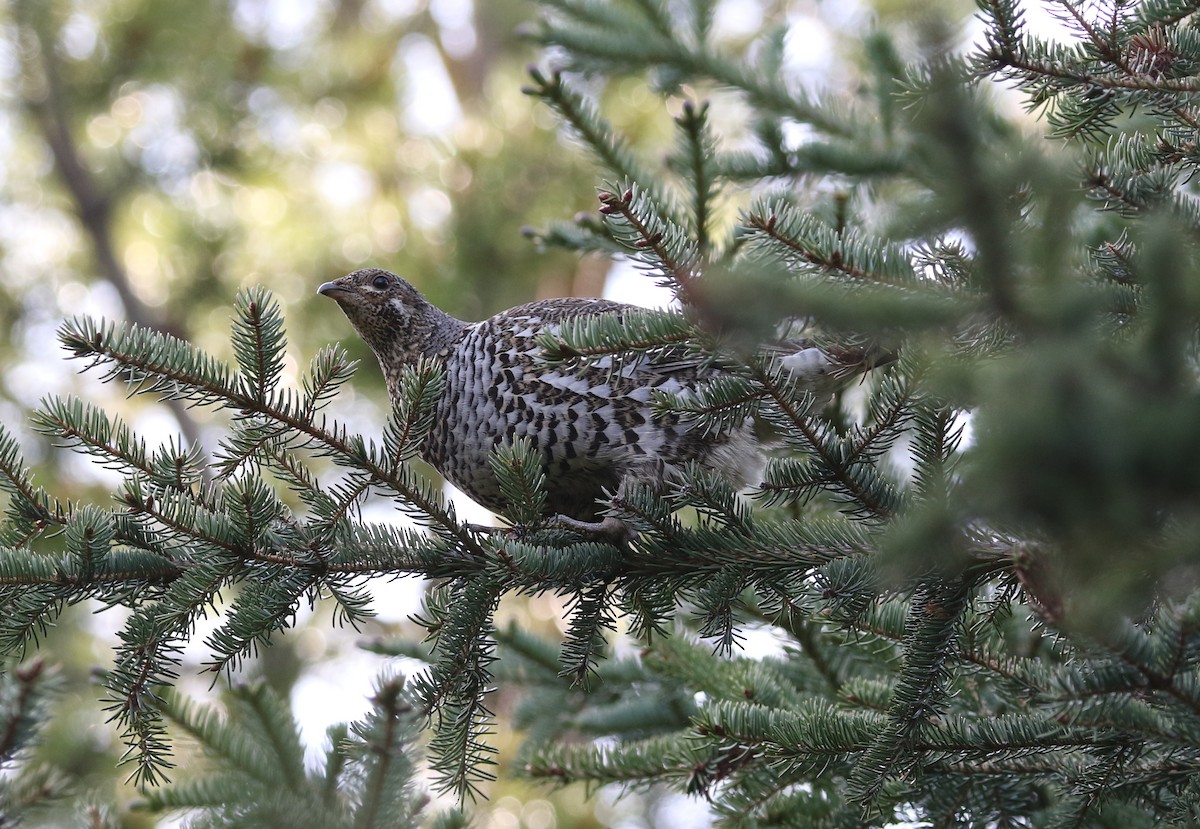 Spruce Grouse - ML620381191