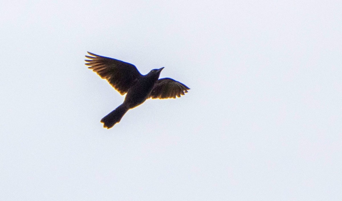 Common Grackle - ML620381197