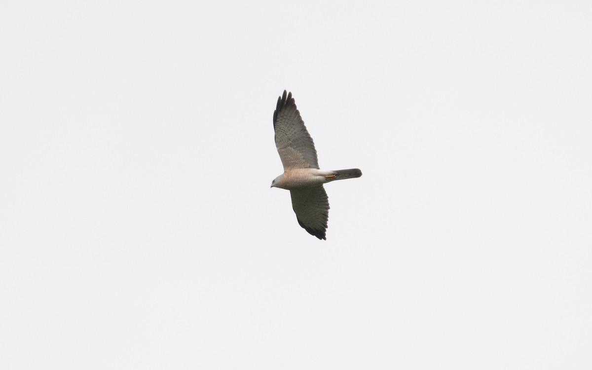 Levant Sparrowhawk - ML620381203