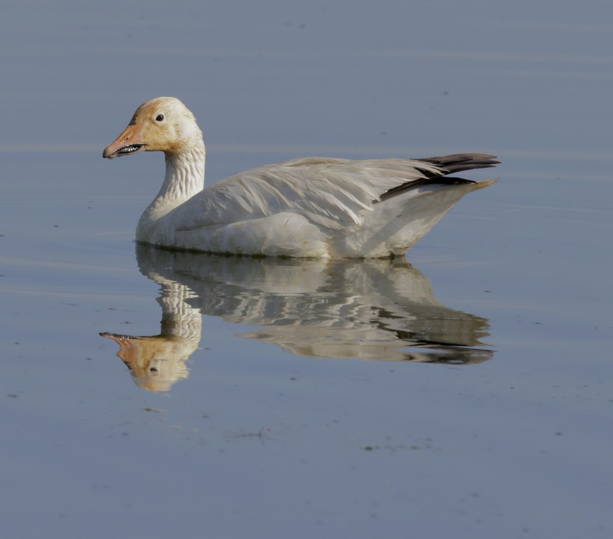 Snow Goose - ML620381205