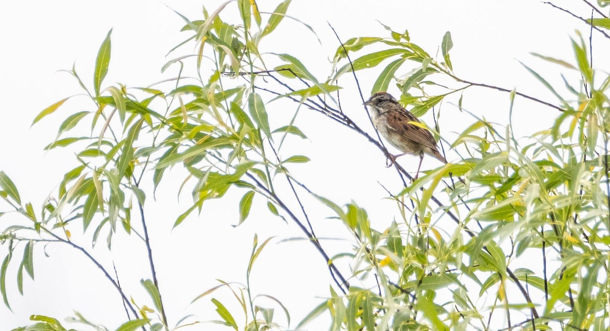 Swamp Sparrow - ML620381208