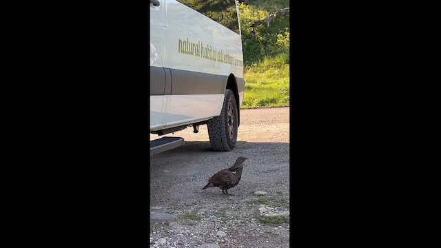 Dusky Grouse - ML620381210