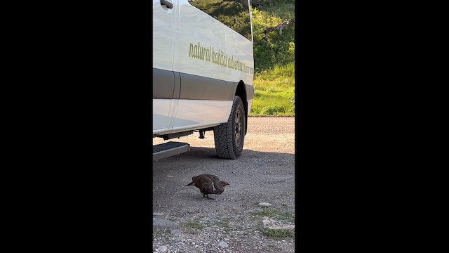 Dusky Grouse - ML620381212