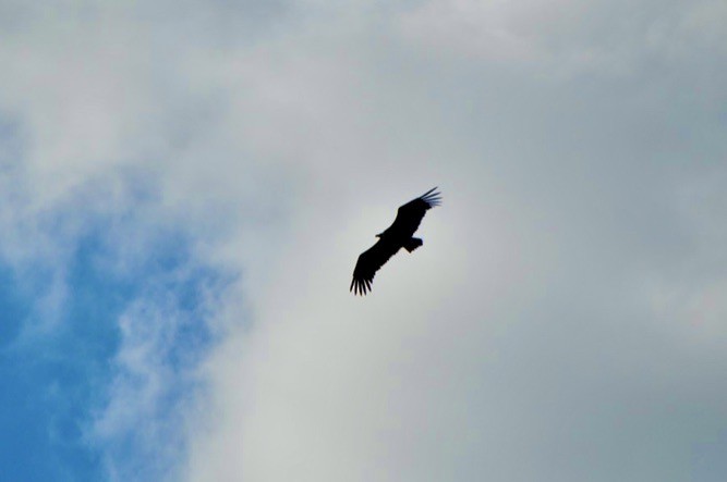 Cinereous Vulture - ML620381213