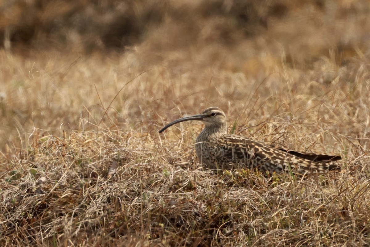Bristle-thighed Curlew - ML620381221