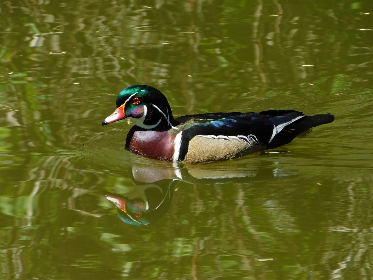 Wood Duck - ML620381227