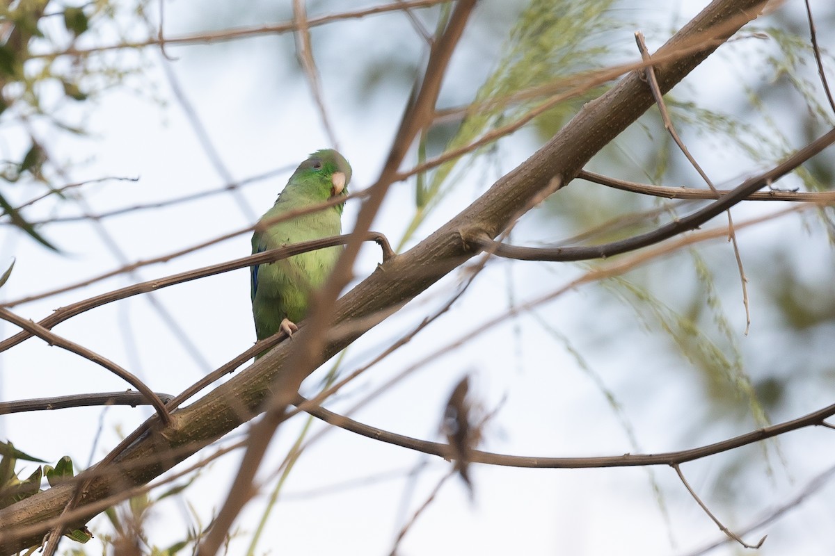 Spectacled Parrotlet - ML620381228