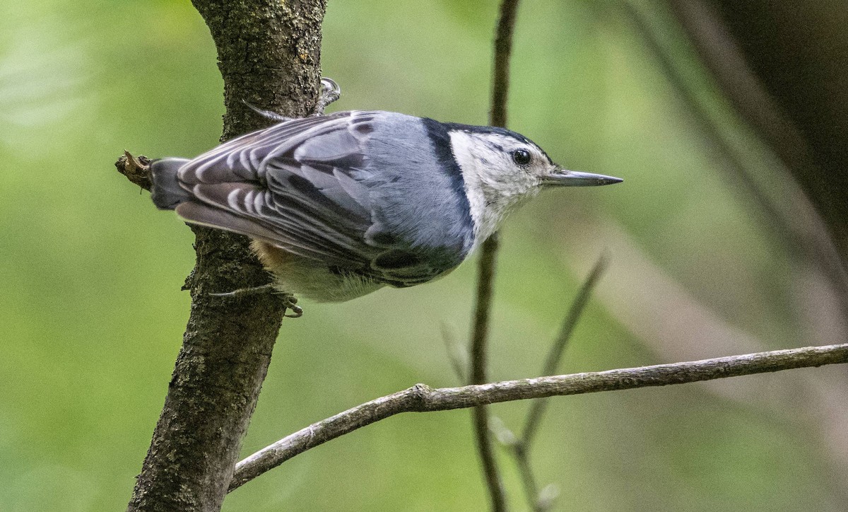 White-breasted Nuthatch - ML620381247