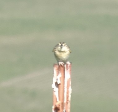 Grasshopper Sparrow - ML620381248
