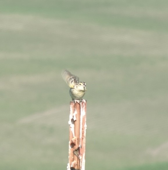 Grasshopper Sparrow - ML620381249