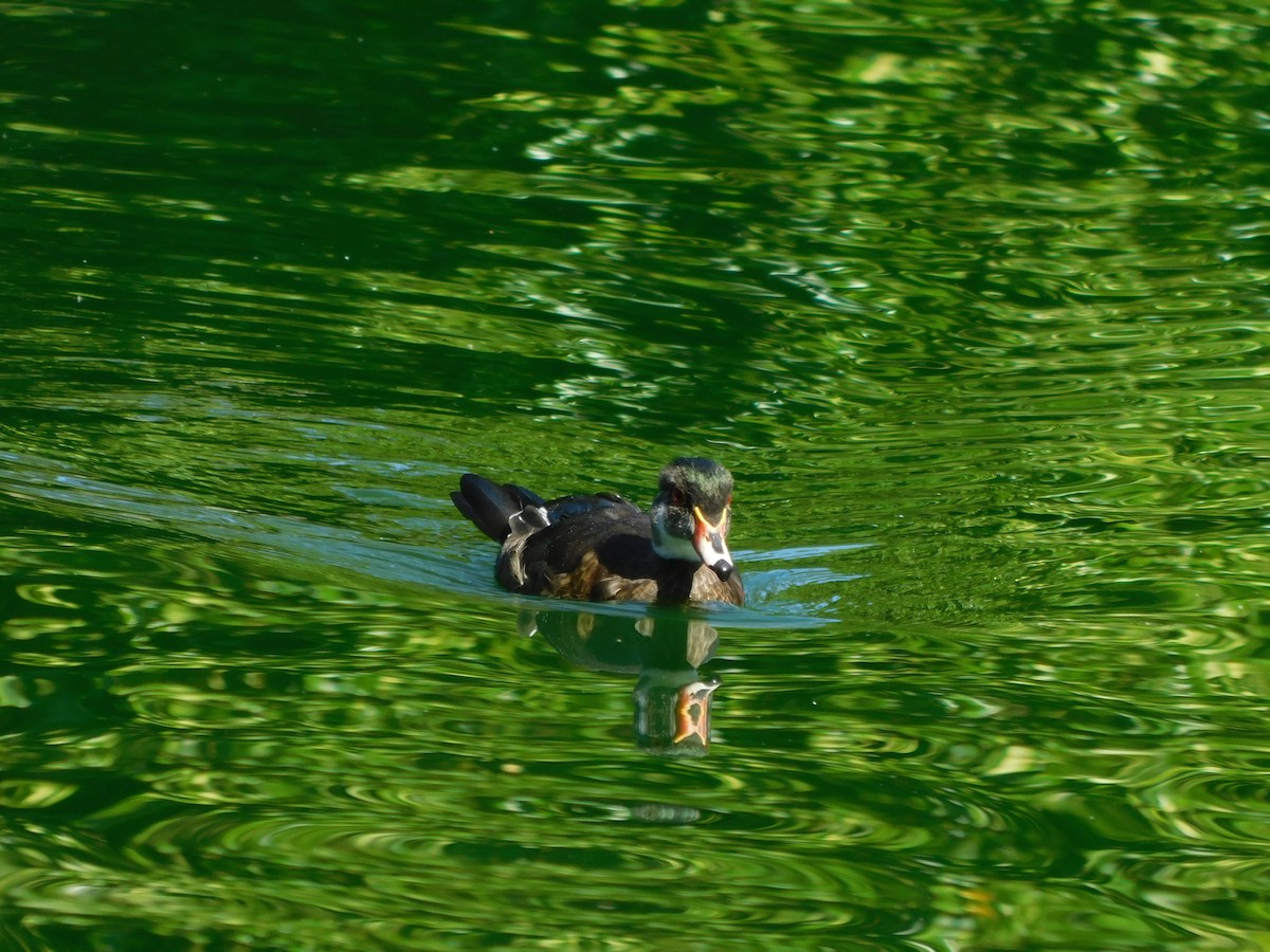 Wood Duck - ML620381250